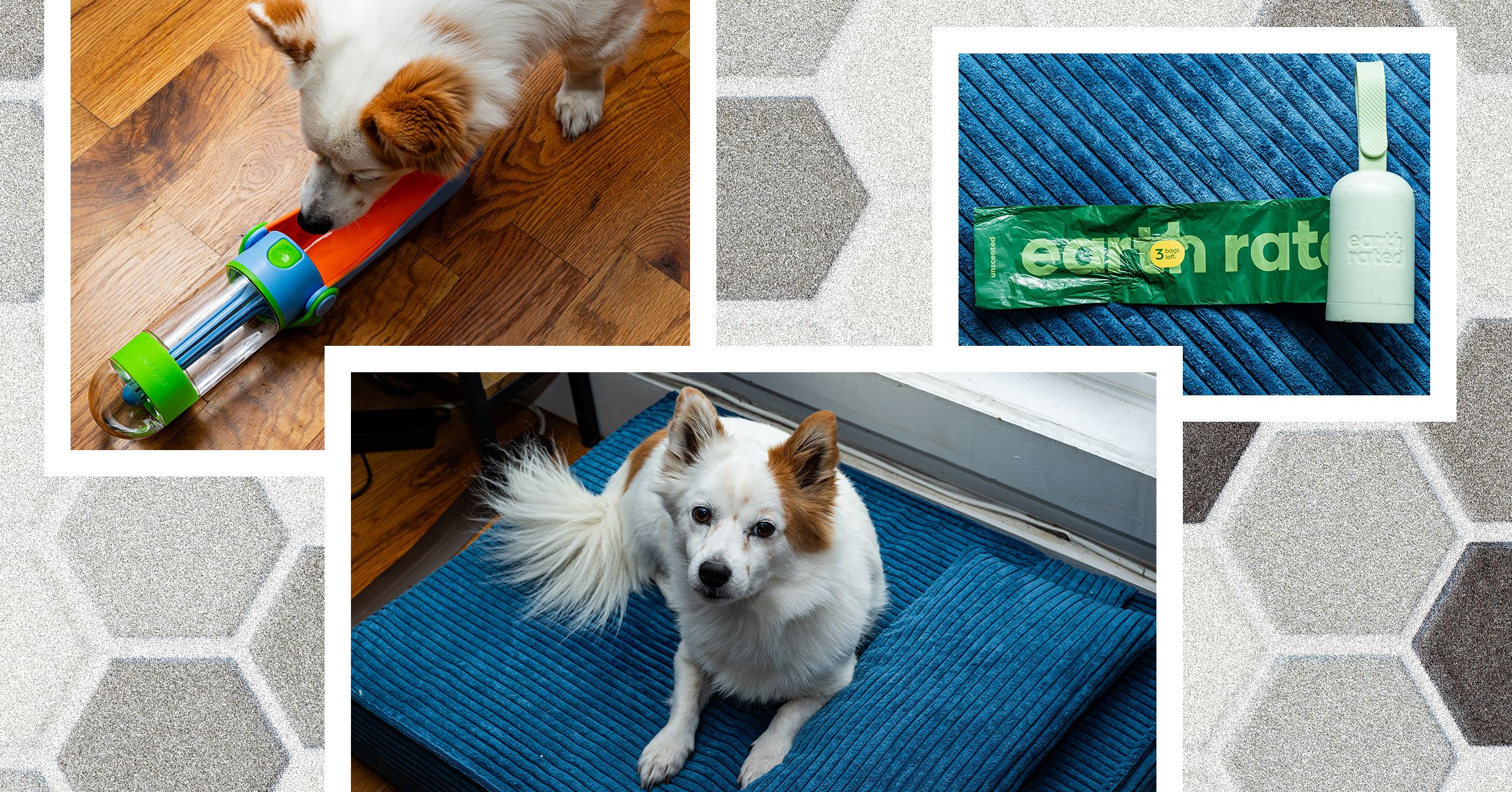 Best Dog Accessories (2025), Tested and Reviewed